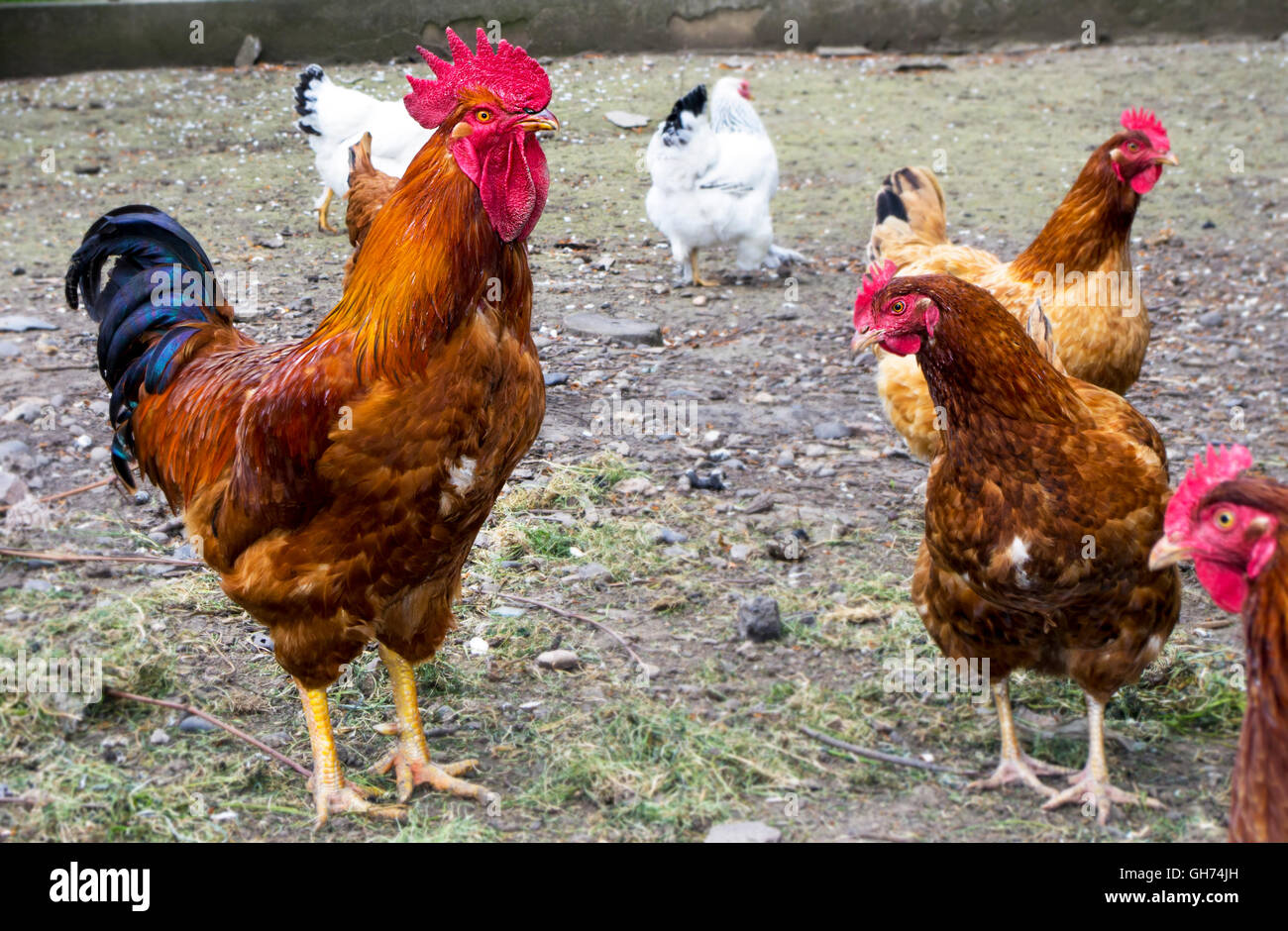 Cock
