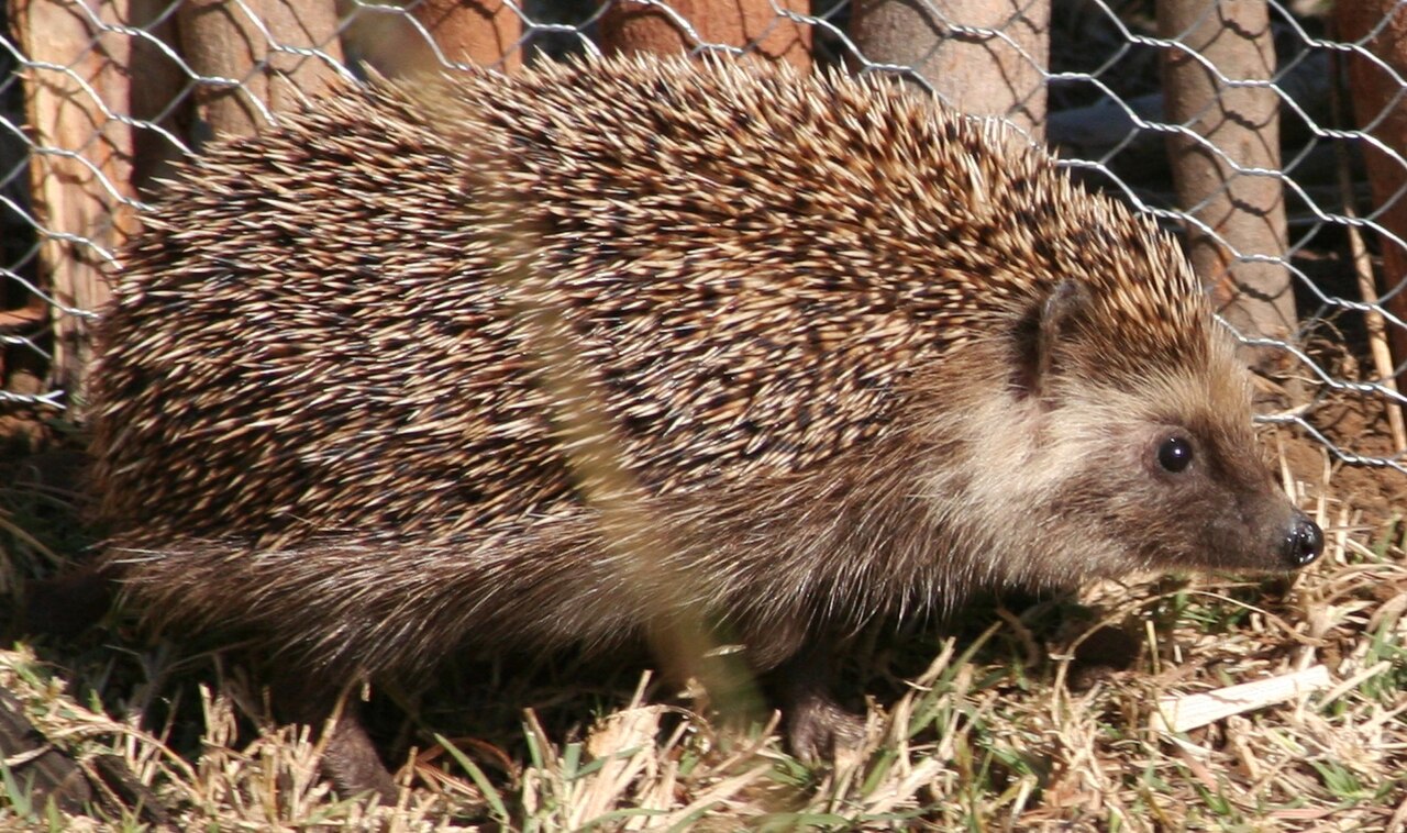 Hedgehog