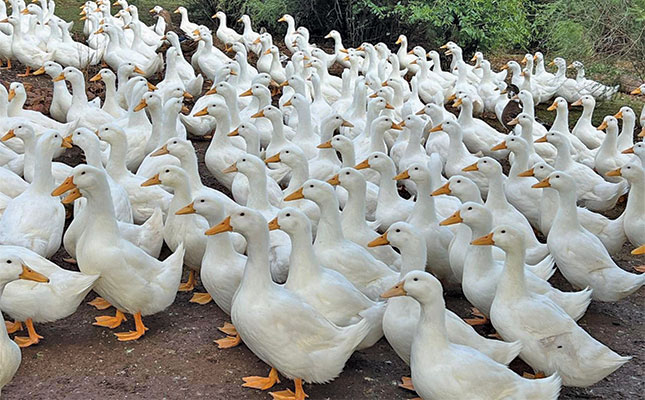 Duck